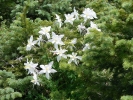 PICTURES/Spectra Point - Rampart Trail Overlook/t_Colorado Columbine22.JPG